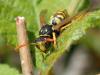Polistes dominula